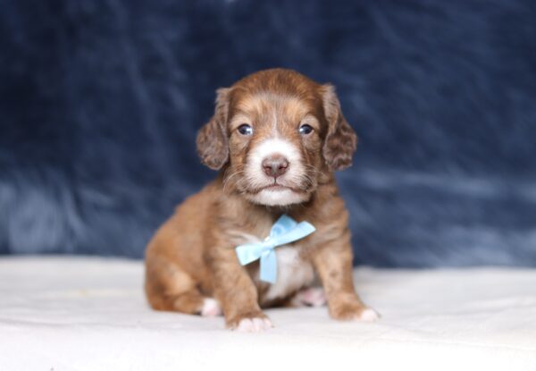 7229aaa-Duke-dachshund-puppy-The-Puppy-Lodge-scaled.jpg