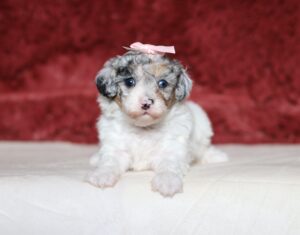 7230aaa-Julia-mini-poodle-puppy-The-Puppy-Lodge-scaled.jpg