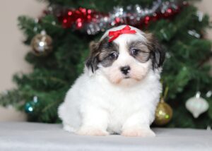 7231a Tammie Teddy Bear puppy-The Puppy Lodge.JPG