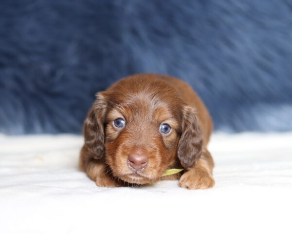 7236a-Hunter-dachshund-puppy-The-Puppy-Lodge-scaled.jpg