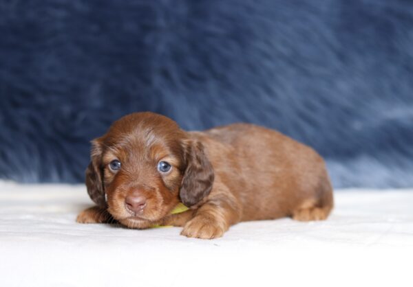 7236aa-Hunter-dachshund-puppy-The-Puppy-Lodge-scaled.jpg