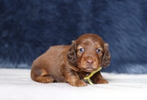 7236aaa-Hunter-dachshund-puppy-The-Puppy-Lodge-scaled.jpg