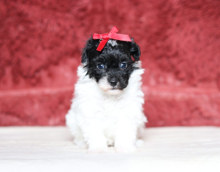 7239a Janice Mini poodle puppy-The Puppy Lodge.JPG