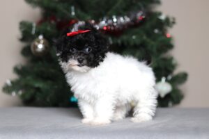 7239aaa-scaled.jpg November 20, 2025 Janice the mini poodle-the puppy lodge