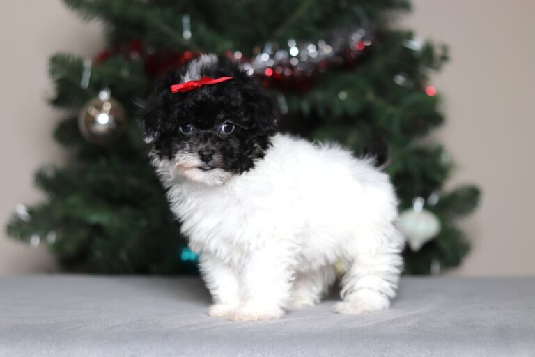 7239aaa-scaled.jpg November 20, 2025 Janice the mini poodle-the puppy lodge