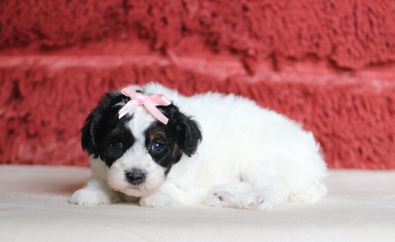 7461a-Eileen-mini-poodle-puppy-The-Puppy-Lodge-scaled.jpg