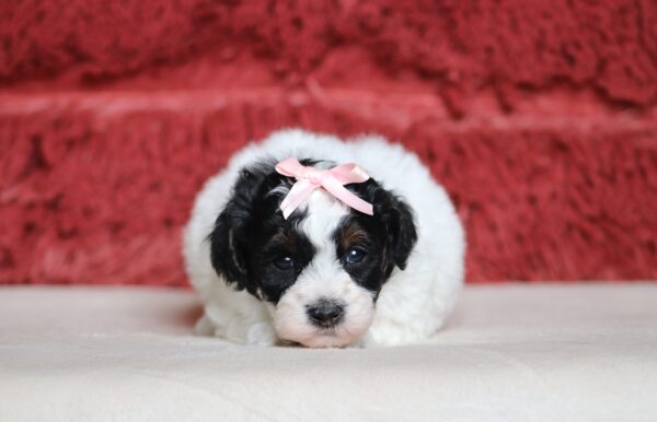 7461aa-Eileen-mini-poodle-puppy-The-Puppy-Lodge-scaled.jpg