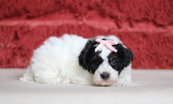 7461aaa Eileen mini poodle puppy-The Puppy Lodge.JPG