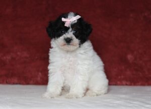 7461aaa-Eileen-poodle-puppy-The-Puppy-Lodge-scaled.jpg