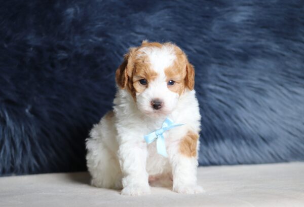 7462a-Earl-mini-poodle-puppy-The-Puppy-Lodge-scaled.jpg