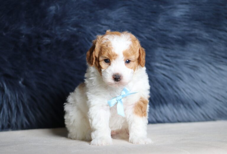 7462a-Earl-mini-poodle-puppy-The-Puppy-Lodge-scaled.jpg