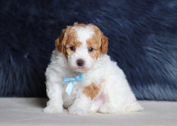 7462aa-Earl-mini-poodle-puppy-The-Puppy-Lodge-scaled.jpg