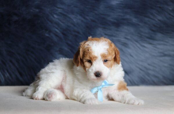 7462aaa-Earl-mini-poodle-puppy-The-Puppy-Lodge-scaled.jpg