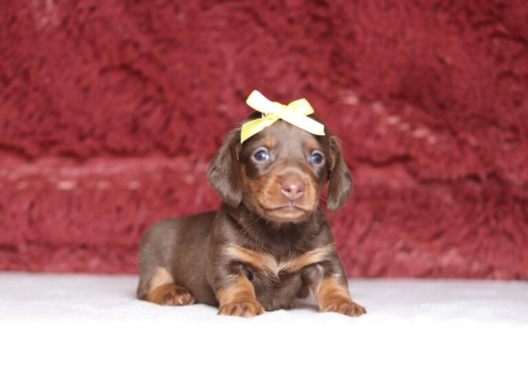 7464a-Rita-Dachshund-Puppy-The-Puppy-Lodge-scaled.jpg