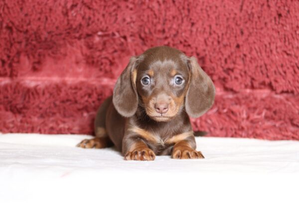 7464a-Rita-dachshund-puppy-The-Puppy-Lodge-1-scaled.jpg