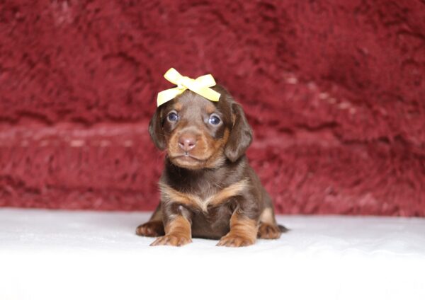 7464aa-Rita-Dachshund-Puppy-The-Puppy-Lodge-scaled.jpg