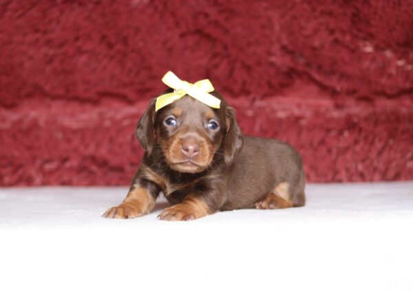 7464aaa Rita Dachshund Puppy -The Puppy Lodge.JPG