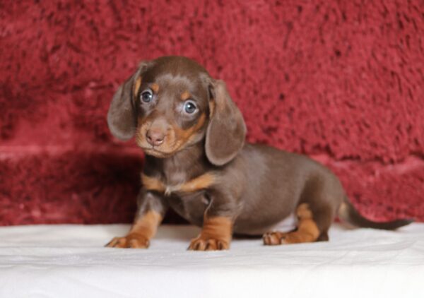 7464aaa Rita dachshund puppy-The Puppy Lodge.JPG