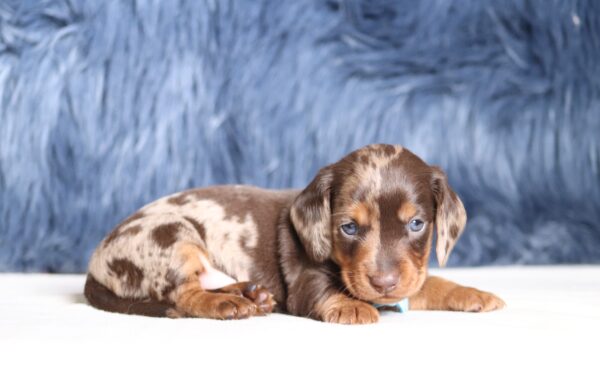 7466a Gideon dachshund puppy-The Puppy Lodge.JPG