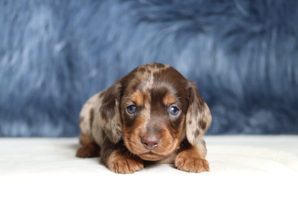 7466aa-Gideon-dachshund-puppy-The-Puppy-Lodge-scaled.jpg