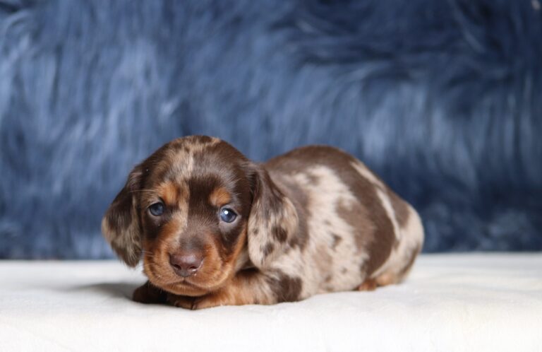 7466aaa-Gideon-dachshund-puppy-The-Puppy-Lodge-scaled.jpg