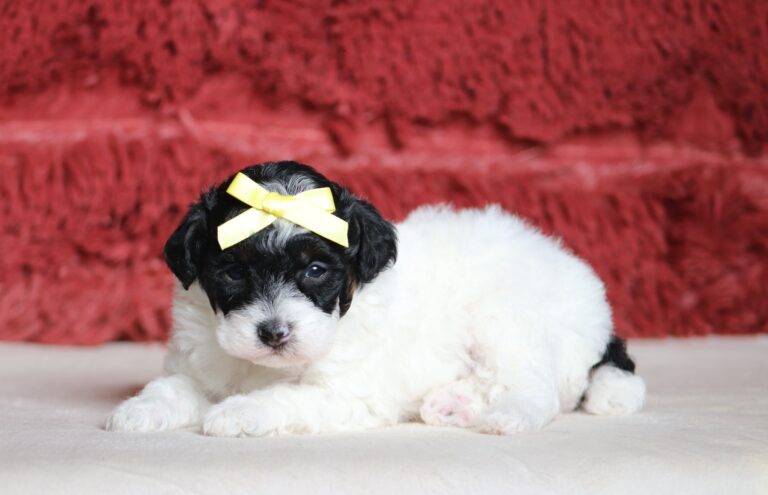 7474a-Elva-mini-poodle-puppy-The-Puppy-Lodge-scaled.jpg