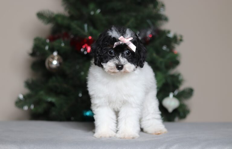 7474aaa-scaled.jpg November 20, 2025 Elva the mini poodle-the puppy lodge