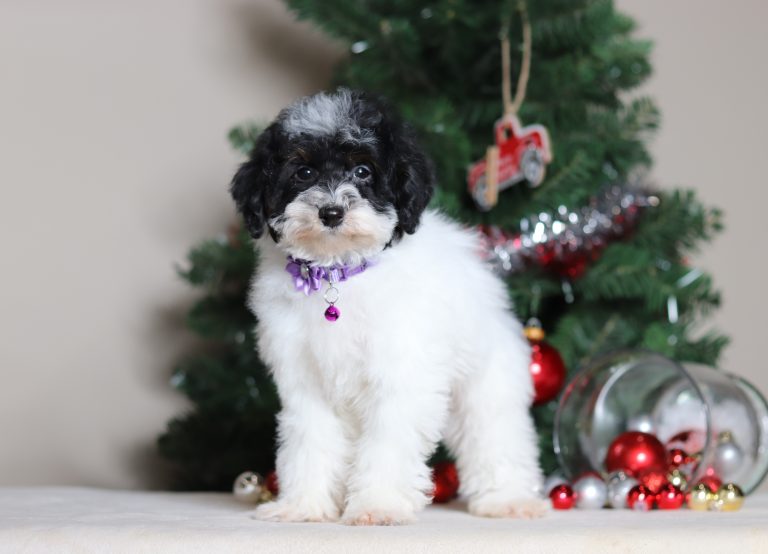7474aElva the mini poodle-the puppy lodge