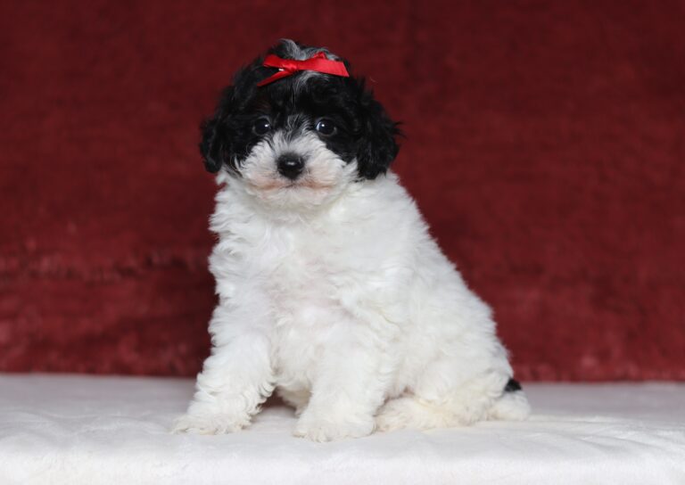 7474aaa-Elva-mini-poodle-puppy-The-Puppy-Lodge-1-scaled.jpg