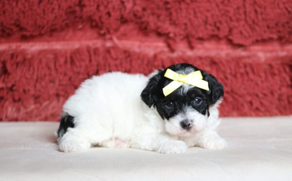 7474aaa-Elva-mini-poodle-puppy-The-Puppy-Lodge-scaled.jpg