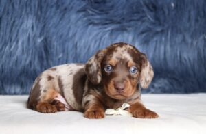 7476a Gordon dachshund puppy-The Puppy Lodge.JPG