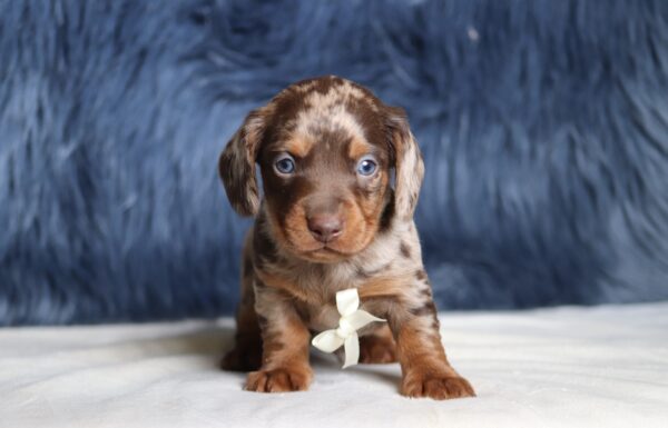 7476aa-Gordon-dachshund-puppy-The-Puppy-Lodge-scaled.jpg