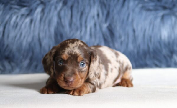 7476aaa-Gordon-dachshund-puppy-The-Puppy-Lodge-scaled.jpg