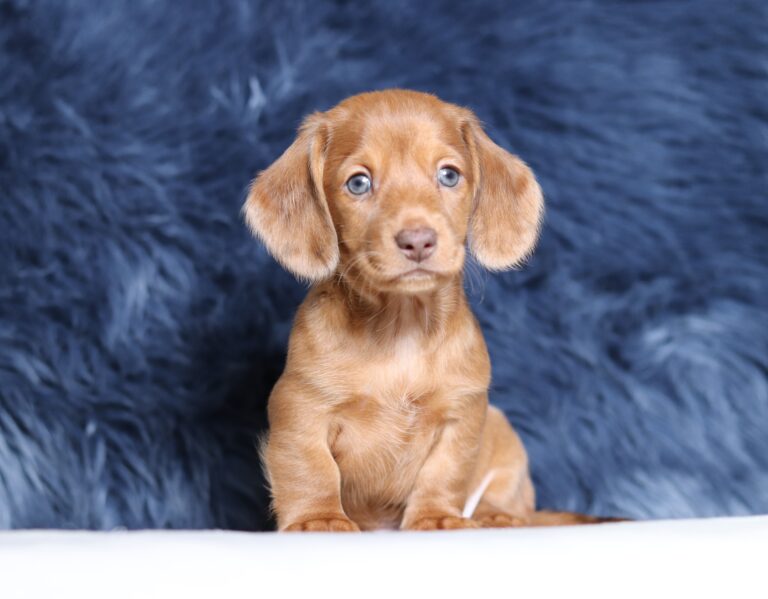 7478a Grant dachshund puppy The Puppy Lodge.JPG