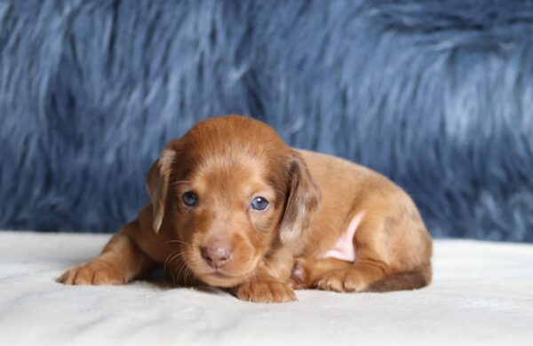 7478aGrant dachshund puppy The Puppy Lodge.JPG
