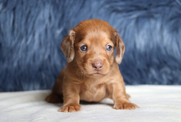 7478aaGrant-dachshund-puppy-The-Puppy-Lodge-scaled.jpg