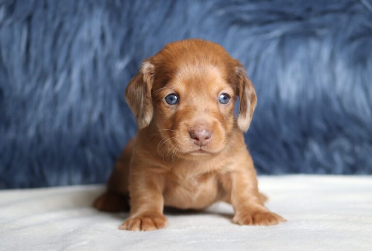 7478aaGrant-dachshund-puppy-The-Puppy-Lodge-scaled.jpg