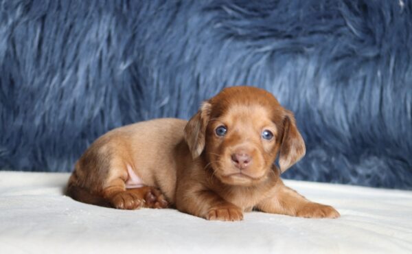 7478aaa-Grant-dachshund-puppy-The-Puppy-Lodge-scaled.jpg