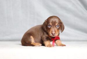 7479-Ronald-Dachshund-pupppy-The-Puppy-Lodge-scaled.jpg