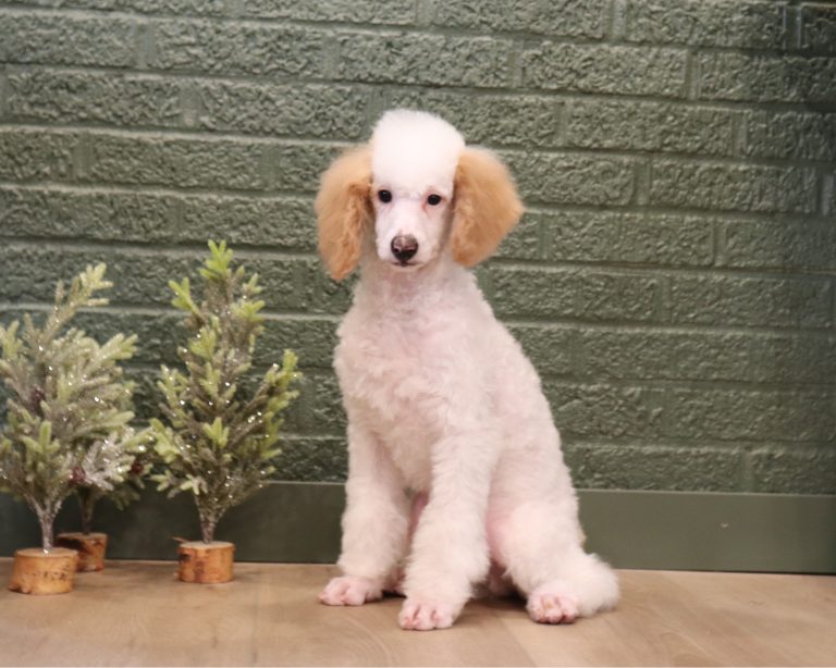 Charlie-7068a-Mini-Poodle-Pawsome-Pawsome-Family-Pets