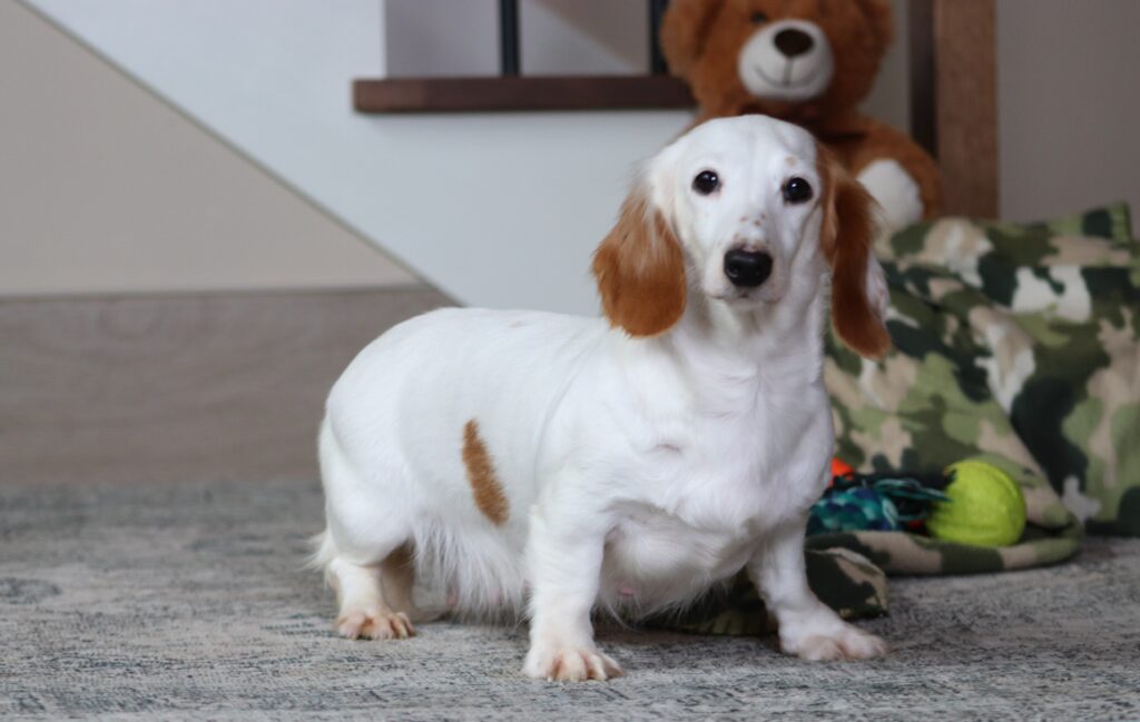 Little-Diana-