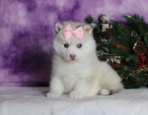 0760aaaDelanie the pomsky-the puppy lodge