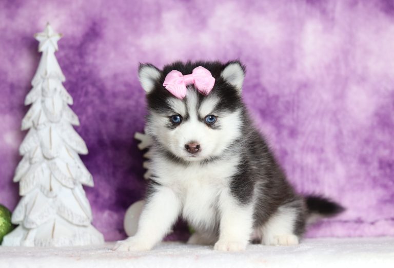 1119aaaLisa the pomsky-the puppy lodge