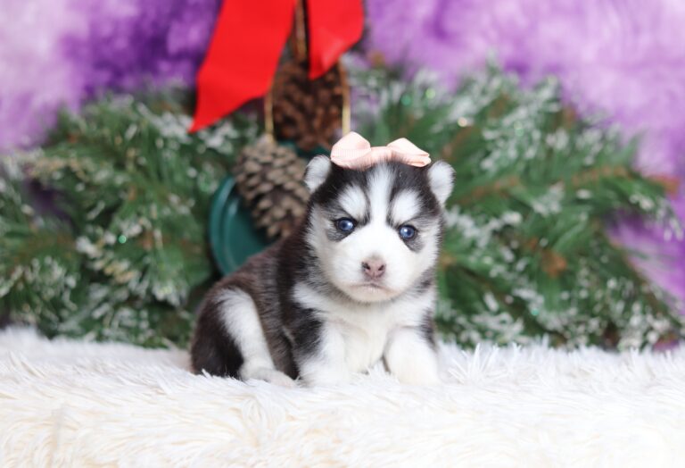 1119aaaLevi the pomsky-the puppy lodge