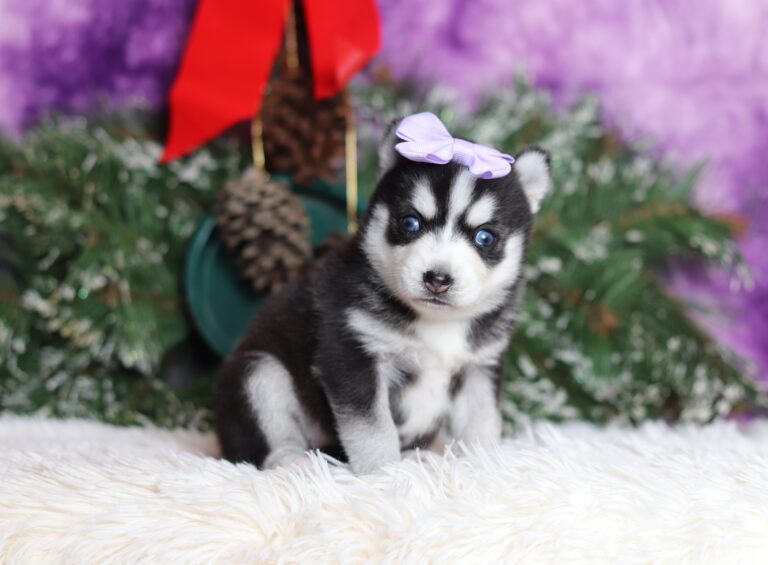 1120aaaLester the pomsky-the puppy lodge