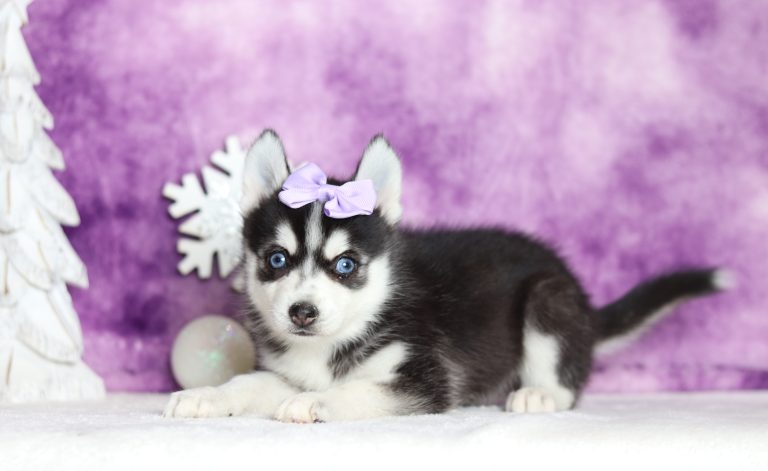 1120aaaLori the pomsky-the puppy lodge