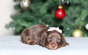 2281aaGladys-dachshund-puppy-the-Puppy-Lodge-scaled.jpg