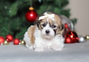 2282aSophie teddy bear-the puppy lodge