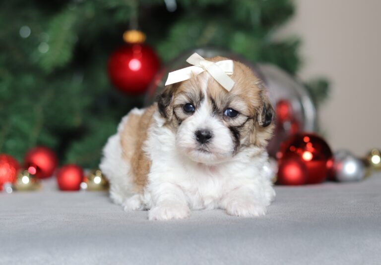 2282aSophie teddy bear-the puppy lodge