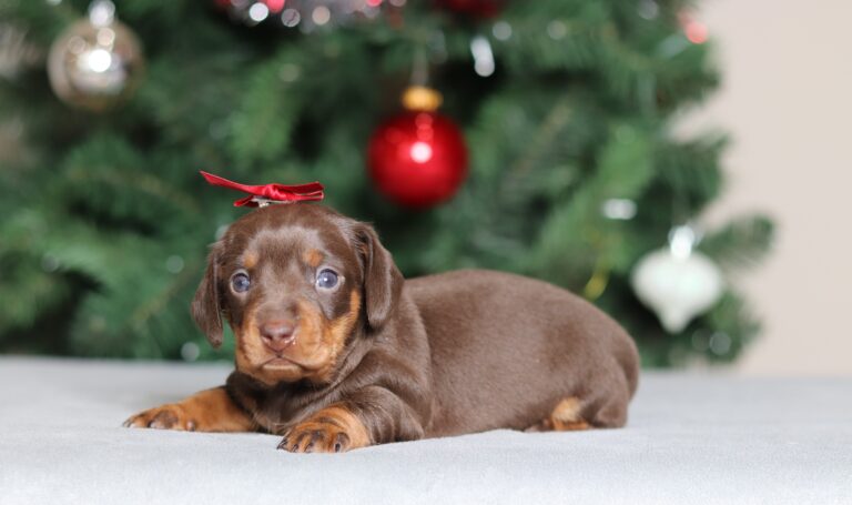 2285aa.Glenda dachshund-the puppy lodge